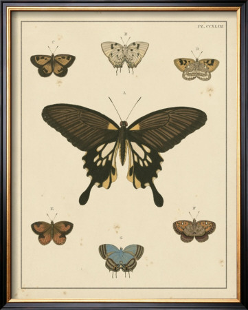 Heirloom Butterflies I by Pieter Cramer Pricing Limited Edition Print image