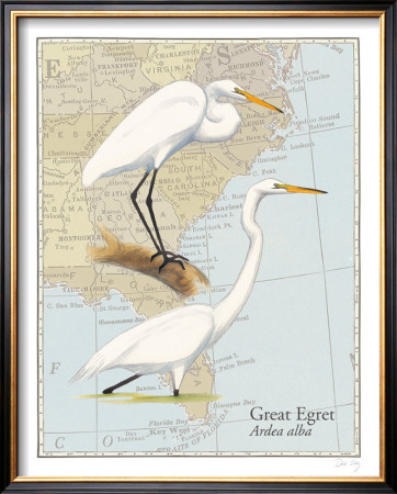 Great Egret by David Sibley Pricing Limited Edition Print image