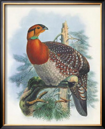 Native Pheasant Ii by Joseph Wolf Pricing Limited Edition Print image