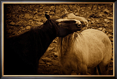 Horse Play by Jim Tunell Pricing Limited Edition Print image
