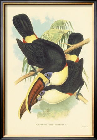 Toucan Pair Ii by Peter Walton Pricing Limited Edition Print image