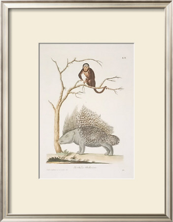 Porcupine And Monkey by George Wolfgang Knorr Pricing Limited Edition Print image