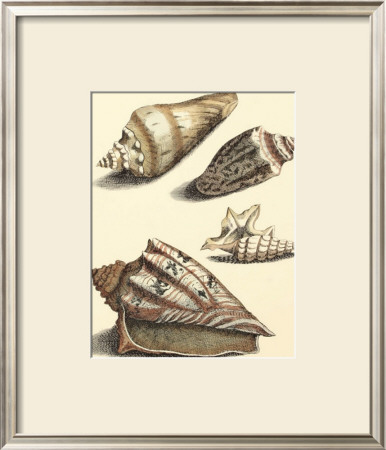 Antiquarian Shells Iii by Filippo Buonanni Pricing Limited Edition Print image