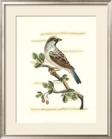 Traditional Shaw Bird V by George Shaw Pricing Limited Edition Print image