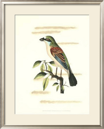 Traditional Shaw Bird Vi by George Shaw Pricing Limited Edition Print image