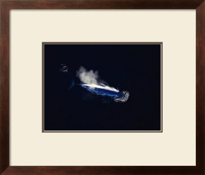 Blue Whale by Barrie Rokeach Pricing Limited Edition Print image