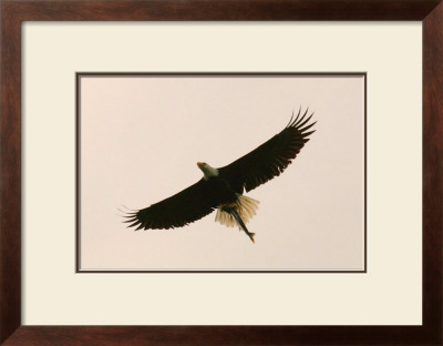Bald Eagle Salmon Meal by Charles Glover Pricing Limited Edition Print image