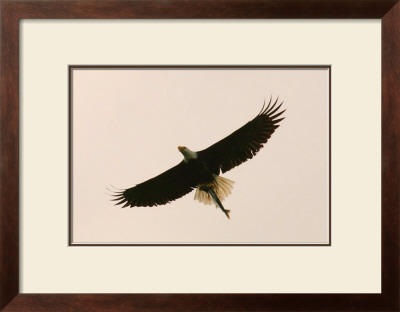 Bald Eagle Salmon Meal by Charles Glover Pricing Limited Edition Print image