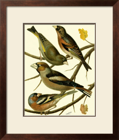 Domestic Bird Family Ii by W. Rutledge Pricing Limited Edition Print image
