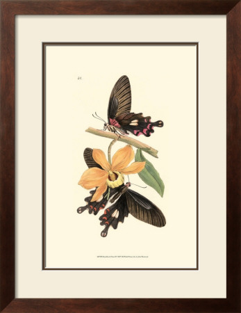 Butterflies And Flora Ii by John Westwood Pricing Limited Edition Print image