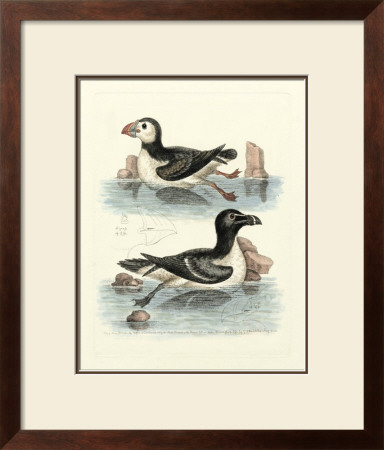 Aquatic Birds Ii by George Edwards Pricing Limited Edition Print image