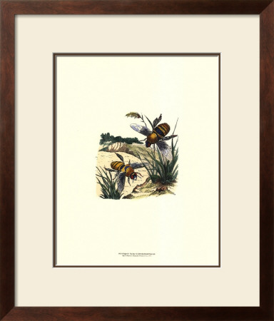 Flight Of The Bee I by Sydenham Teast Edwards Pricing Limited Edition Print image