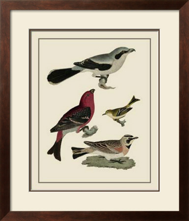Bird Family Ii by A. Lawson Pricing Limited Edition Print image
