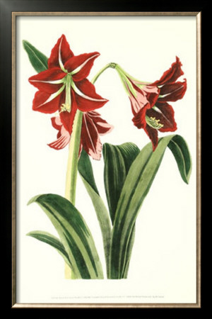 Royal Botanical Study I by B. Cotton Pricing Limited Edition Print image