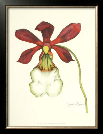 Majestic Orchid Ii by Jennifer Goldberger Pricing Limited Edition Print image