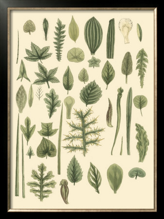 Abundant Foliage I by John Miller (Johann Sebastien Mueller) Pricing Limited Edition Print image