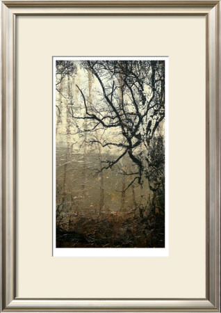 Wooded Solace Iii by Jennifer Goldberger Pricing Limited Edition Print image