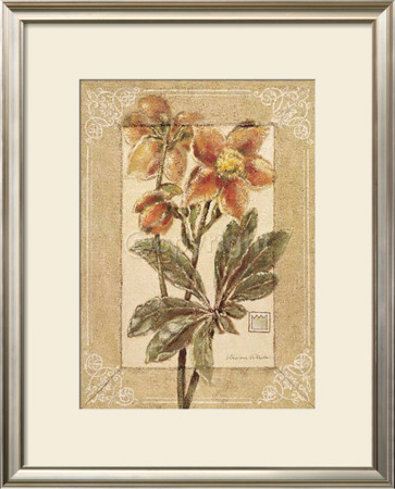 Helleborus by Vivien White Pricing Limited Edition Print image