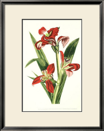 Royal Botanical Study Ii by John Roberts Pricing Limited Edition Print image