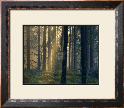 Forest Of Light by Henrik Lund Pricing Limited Edition Print image