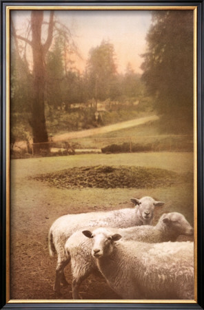 Ruthie's Sheep by Barbara Kalhor Pricing Limited Edition Print image