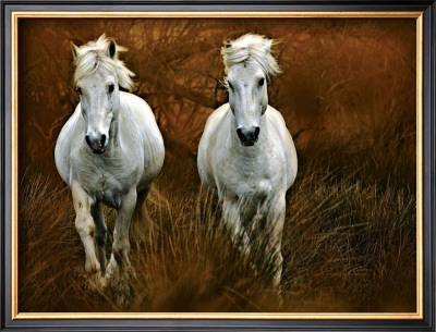 Carmagne In The Reeds by Bobbie Goodrich Pricing Limited Edition Print image