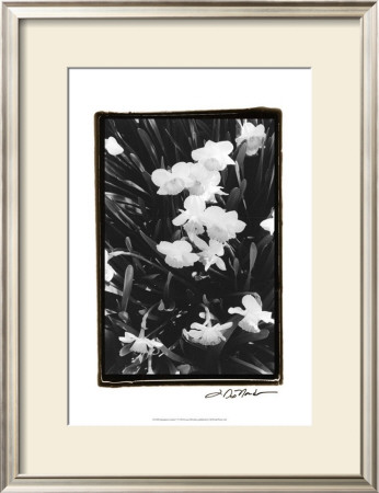 Springtime Garden V by Laura Denardo Pricing Limited Edition Print image