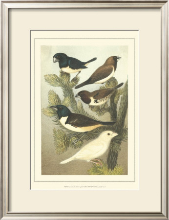 Pet Songbirds Iv by Cassel Pricing Limited Edition Print image