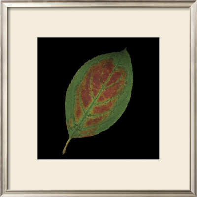 Hydrangea Leaf On Black by June Hunter Pricing Limited Edition Print image