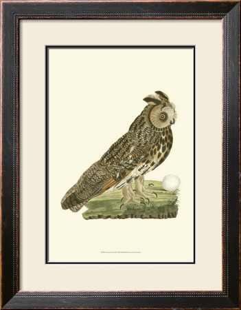 Owls Iii by Nozeman Pricing Limited Edition Print image