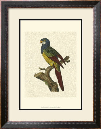 Crackled Antique Parrot Iv by George Shaw Pricing Limited Edition Print image
