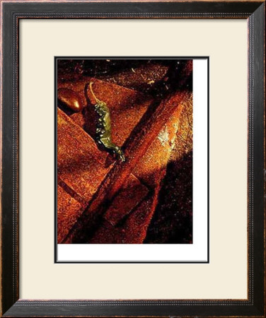 Jalapenos by Yves Paquin Pricing Limited Edition Print image