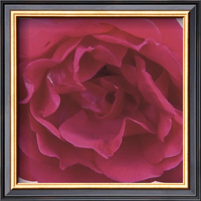 Red Rose by Prades Fabregat Pricing Limited Edition Print image