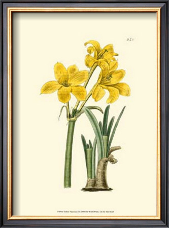 Yellow Narcissus I by Van Houtt Pricing Limited Edition Print image