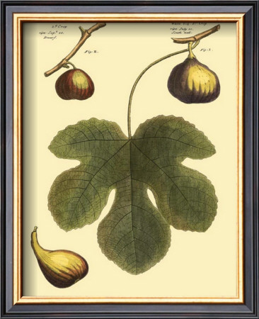 Fig Leaf I by Langley Pricing Limited Edition Print image