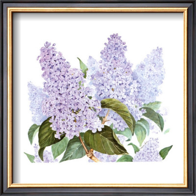 Lilac by Linda Lord Pricing Limited Edition Print image