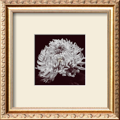 Chrysanthemum by Bill Philip Pricing Limited Edition Print image