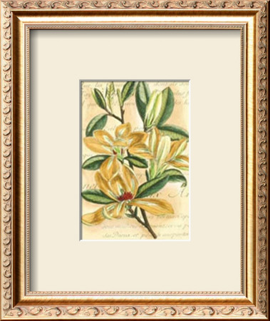French Magnolia by Samuel Curtis Pricing Limited Edition Print image