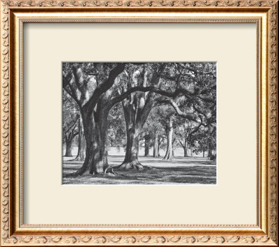 Oak Grove Ii by Boyce Watt Pricing Limited Edition Print image