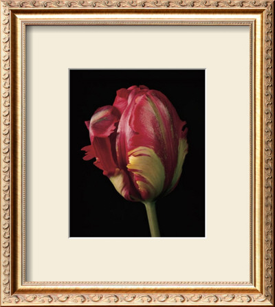Tulipa Orange Flame by Derek Harris Pricing Limited Edition Print image