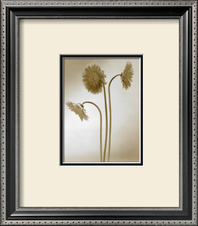 Gerbera by Edoardo Sardano Pricing Limited Edition Print image