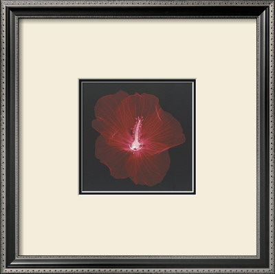 Hibiscus by Jim Wehtje Pricing Limited Edition Print image