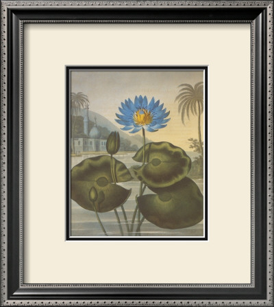 The Blue Egyptian Water-Lily by Dr. Robert J. Thornton Pricing Limited Edition Print image
