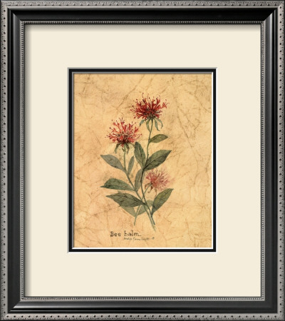 Flowering Herb, Bee Balm by Carolyn Shores-Wright Pricing Limited Edition Print image