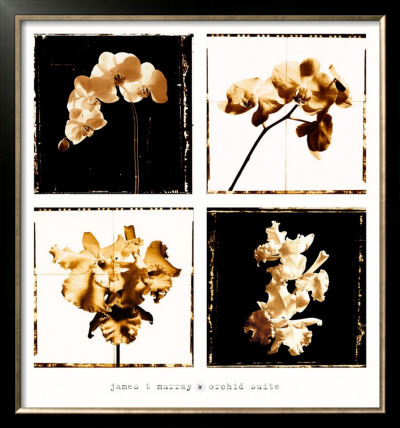 Orchid Suite by James T. Murray Pricing Limited Edition Print image