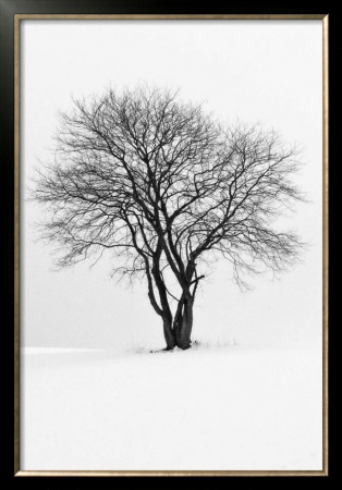Silhouette by Ilona Wellmann Pricing Limited Edition Print image