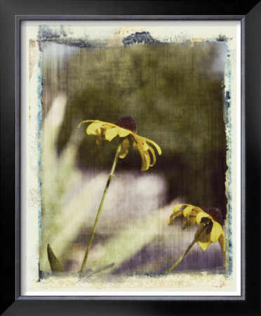 Blackeyed Susans Iv by Meghan Mcsweeney Pricing Limited Edition Print image