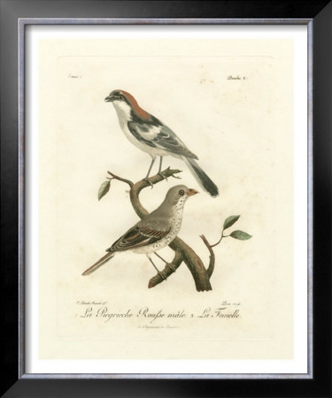 Antique French Birds Ii by Francois Langlois Pricing Limited Edition Print image