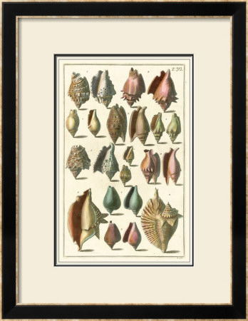 Seba Shell Collection Iii by Albertus Seba Pricing Limited Edition Print image