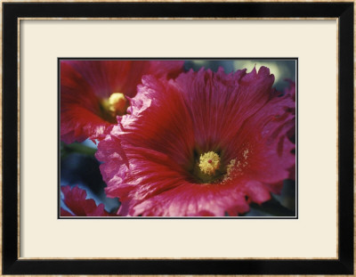 Red Hollyhock by Meg Mccomb Pricing Limited Edition Print image